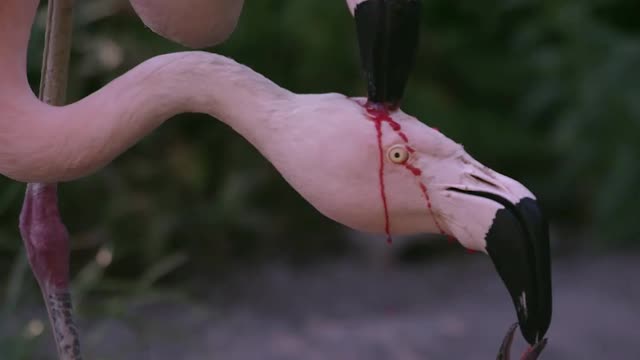 flamingos feeding.