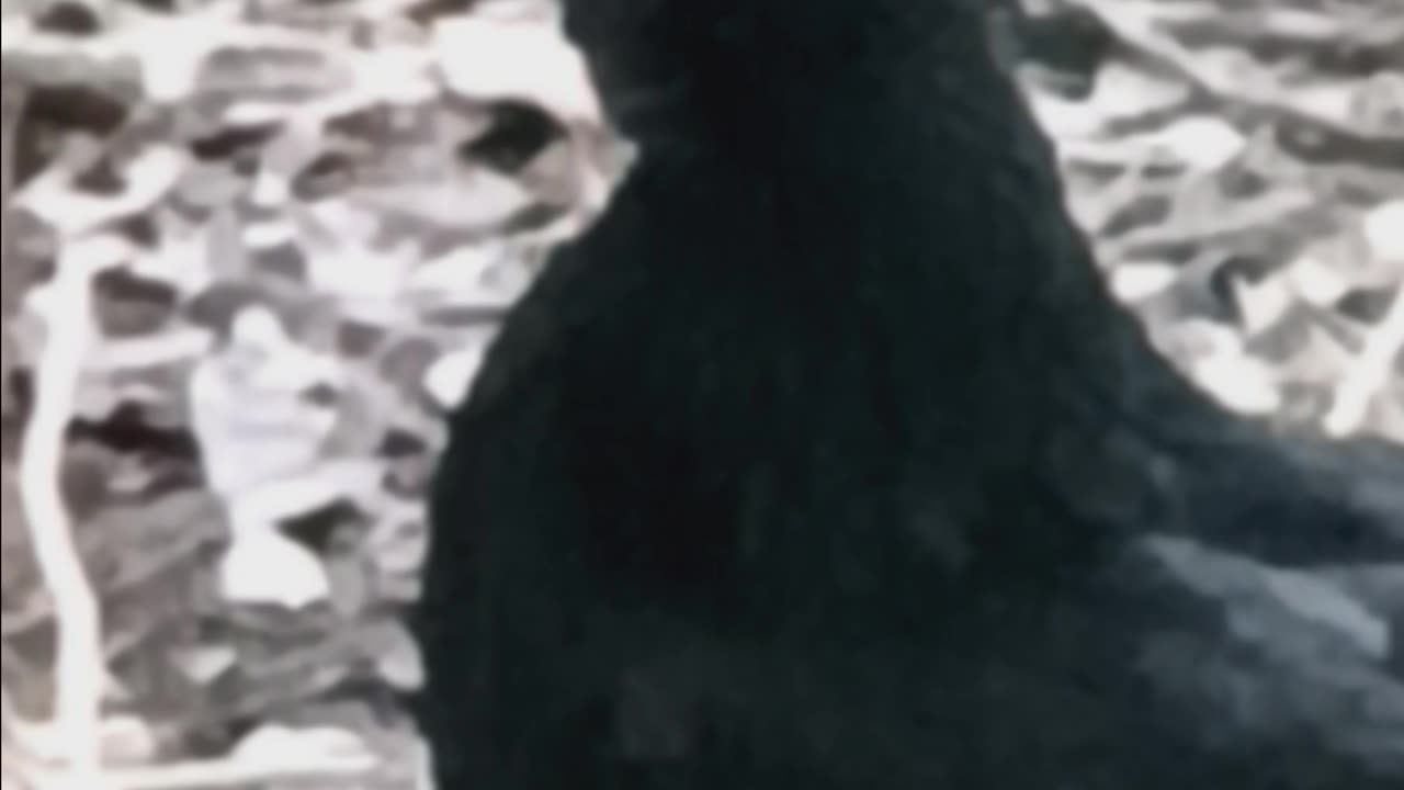 Young Ayem Cemani Hen