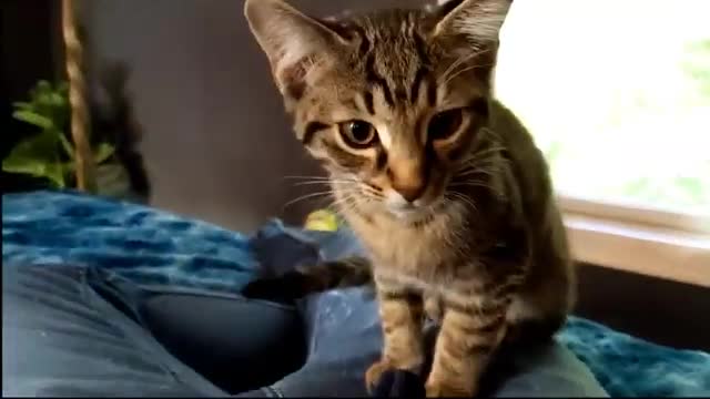 Funniest Animals Videos 😁 | Aww Lovely Cat 😂