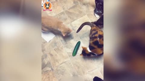 Funny Animals 2022 😂 - Cute Dogs and Cats Doing Funny Things