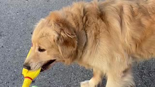 Golden retriever Vs squawking chicken