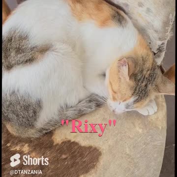 #shorts Kocie drzemki w Tanzanii / Cat Nap Tanzania 🥰