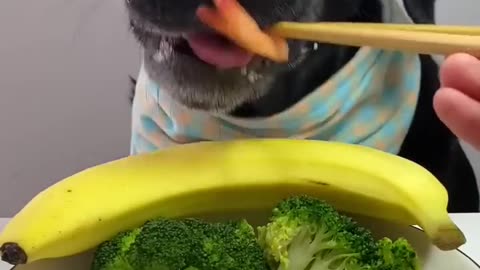 Dog Reviews Food With Brother | Tucker Taste Test
