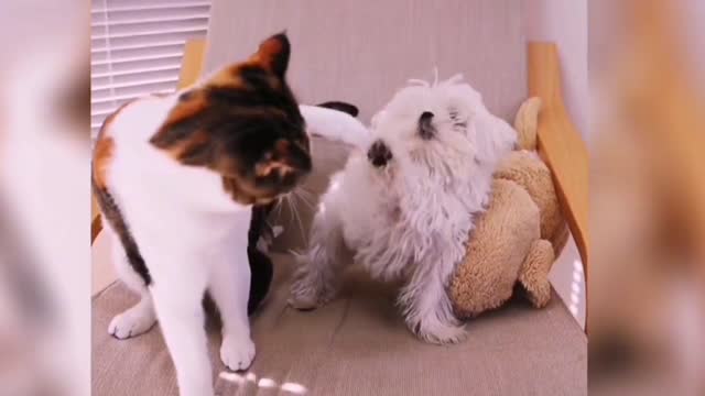 The fight between cat and dog