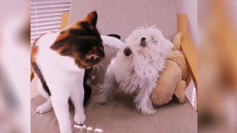 The fight between cat and dog