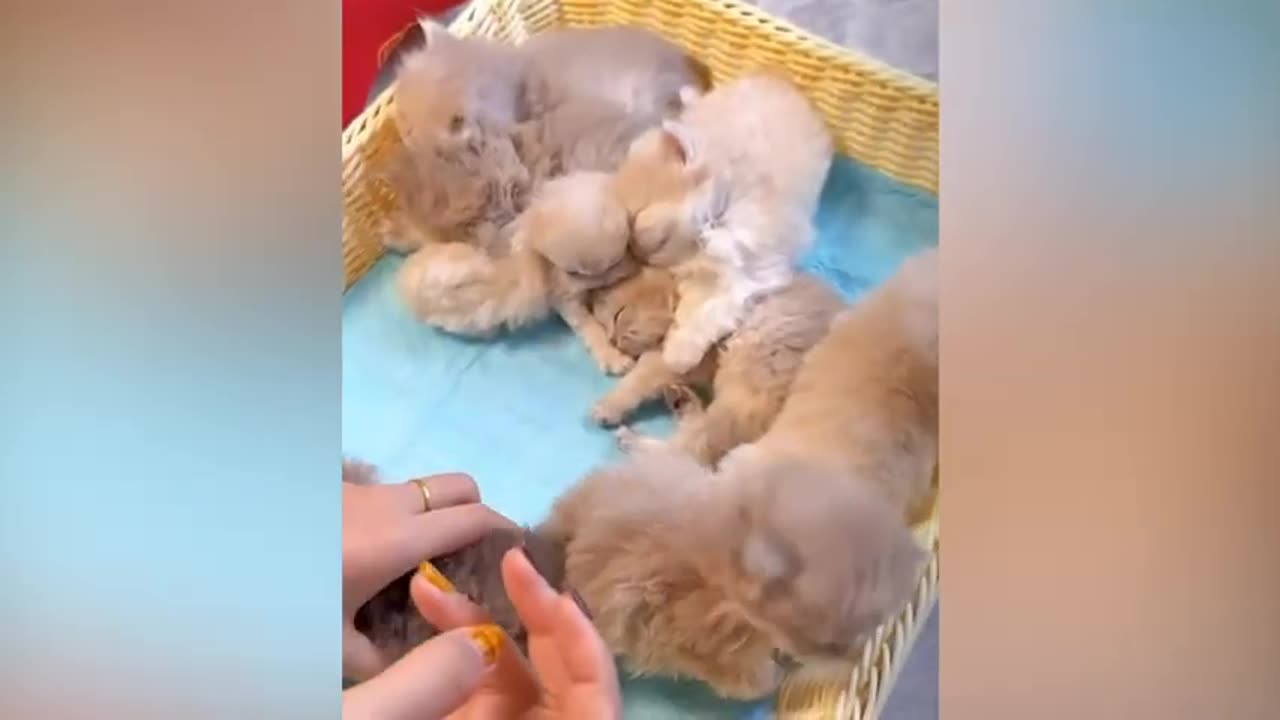 Cute animal kitten 😻💕 #cat #cute #kitten #pets #meow #videos #shorts 1