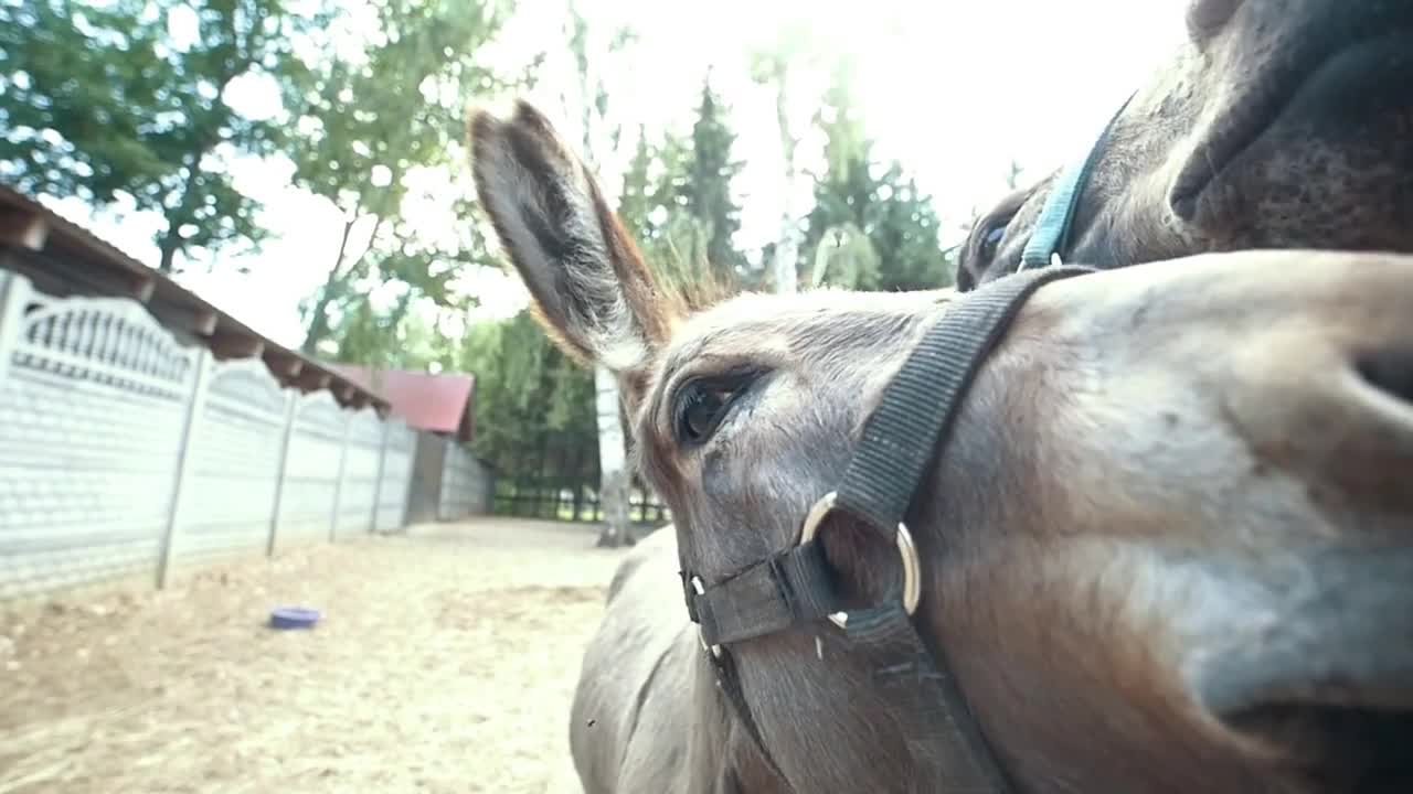 Two donkeys make funny faces and looking at camera