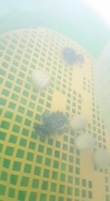 Gamble's quail eggs hatch in the incubator, the last moments of the chick's exit from the egg