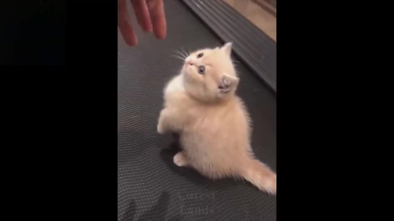 Baby pets-Funny animals