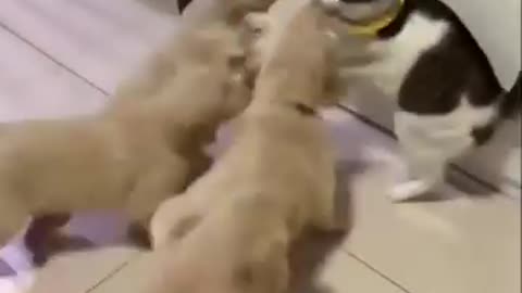 cat vs dogs