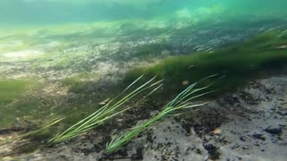 Underwater Fun