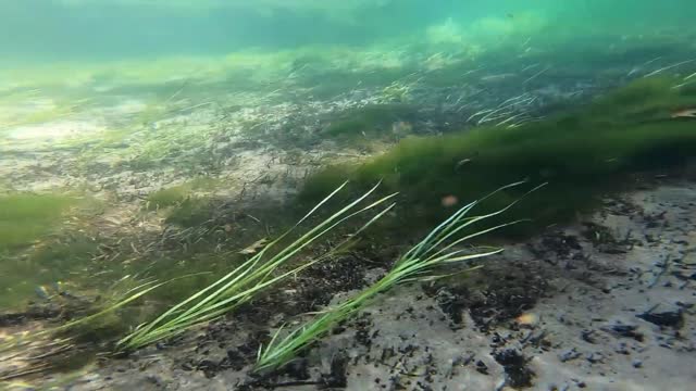 Underwater Fun