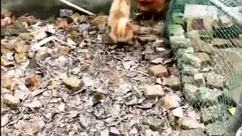 Funny fight between chicken and dog