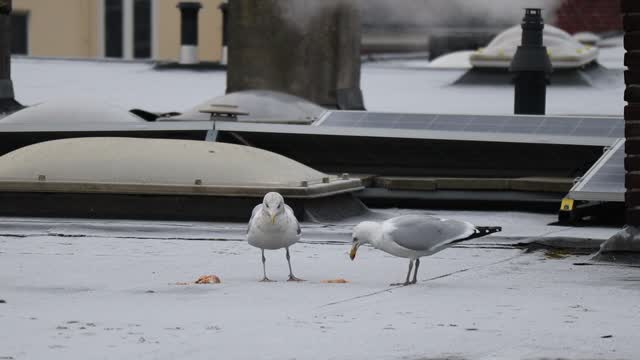 Seagull's on the roof, feeding