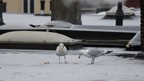 Seagull's on the roof, feeding