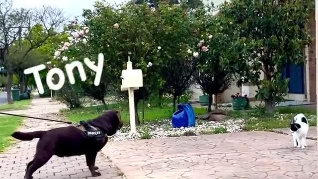 Funny dog videos 2022 || dogs video ||