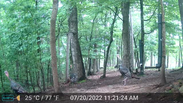 The Woods - 07/21/2022
