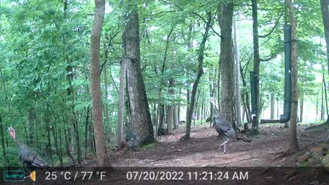 The Woods - 07/21/2022