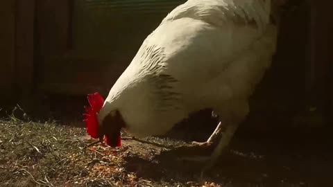 beautiful chicken on farm (7)