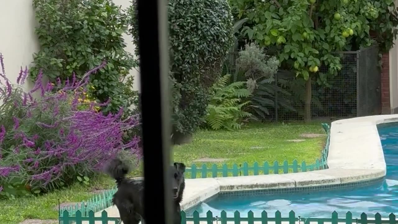 Happy Dog Hops In Pool