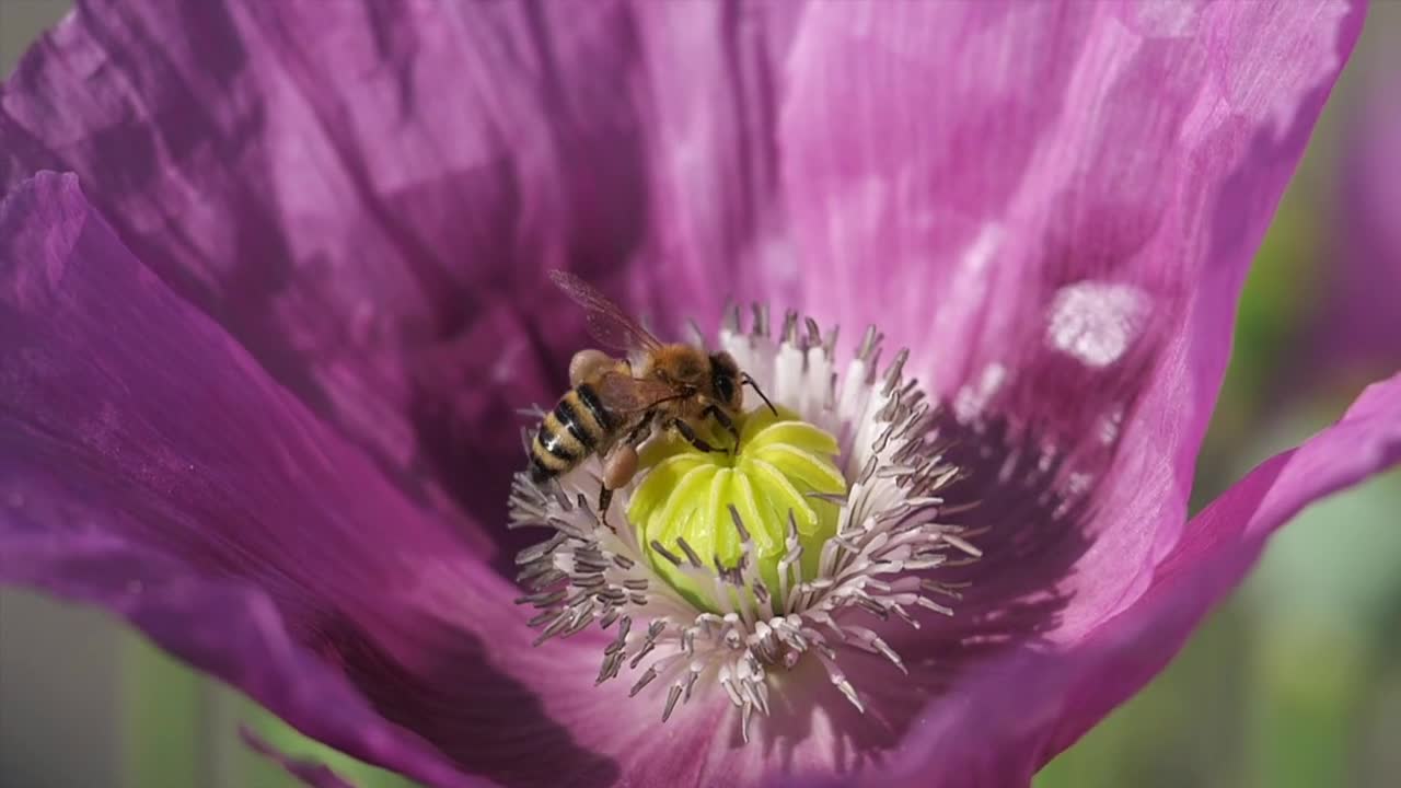 Poppy Bee Poppy Flower Pollen