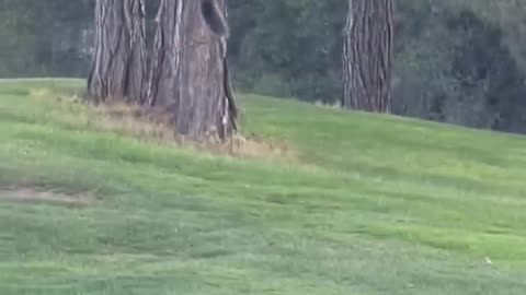 Bobcat Chasing a Squirrel around a Tree.