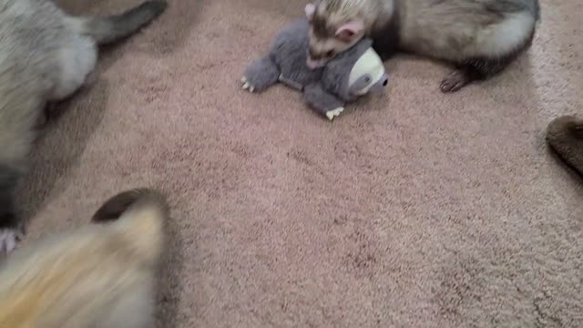 Ferrets have so much fun playing in a pool filled with packing peanuts!