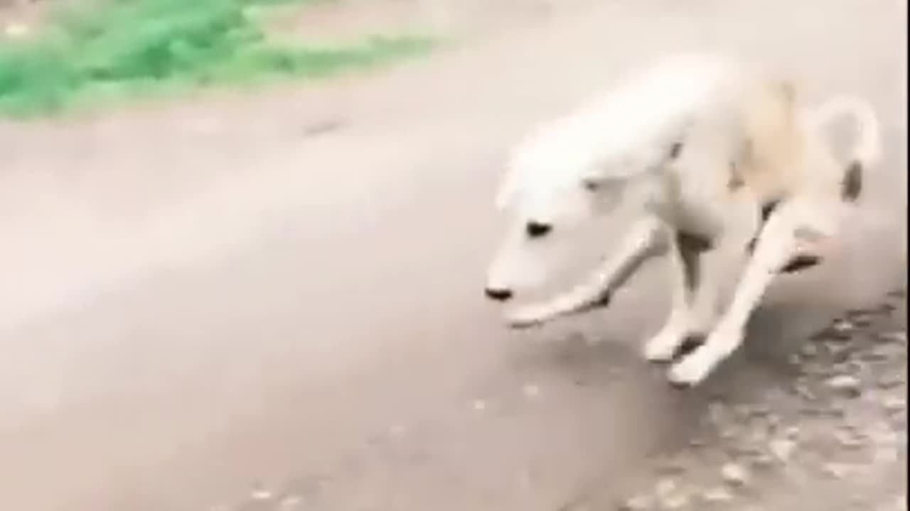 Funny dog video