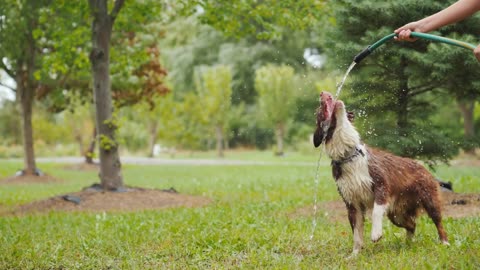 funny animal videos dog cute videos funny playing with garden hose playing and jumping around