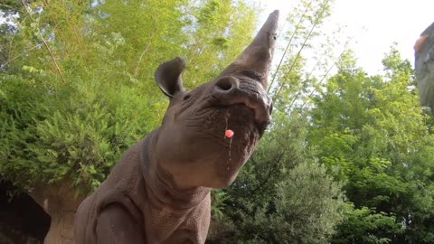 Hungry Rhino