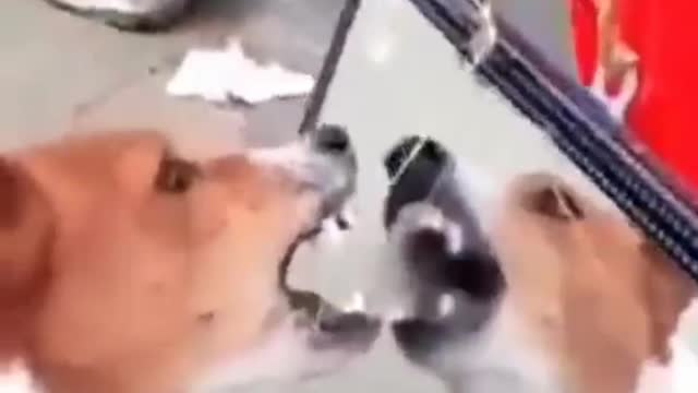 see what happens when dog look out in the mirror first time