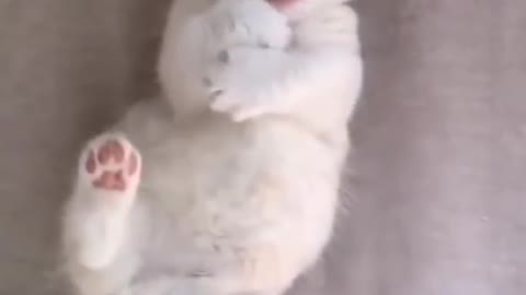 Funny baby cat