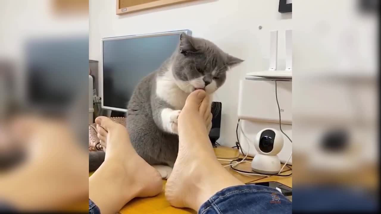 Funny Cats video