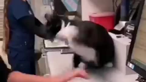 Funniest_cat_and_dog_video!! Part 18