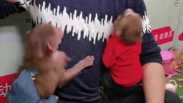 Little monkey playing with the breeder