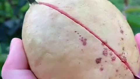 Cutting fruit