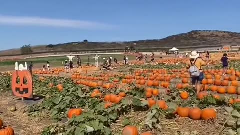 Fun Pumpkin Patch in Orange County!