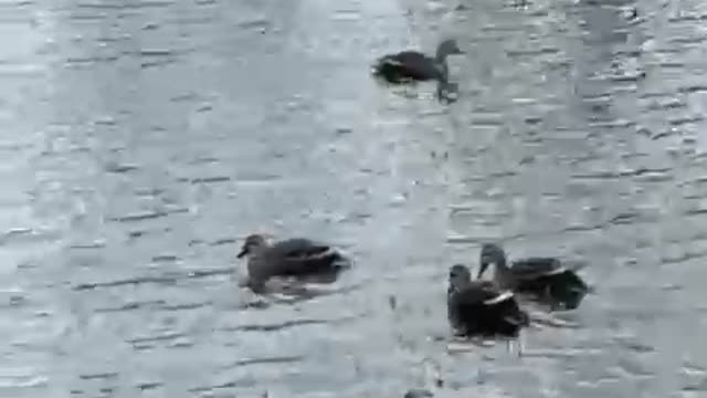 Cute ducks swimming