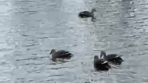 Cute ducks swimming