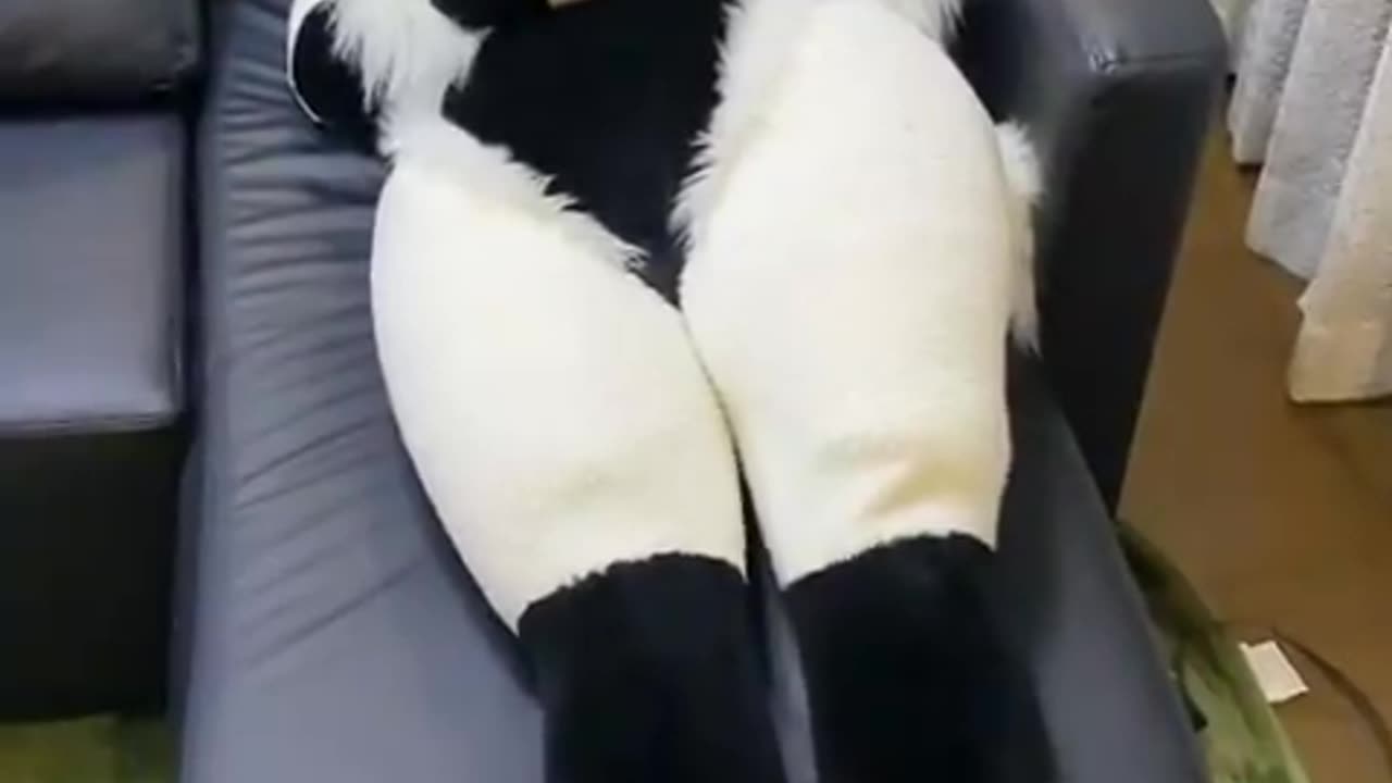 Good mood 🐏