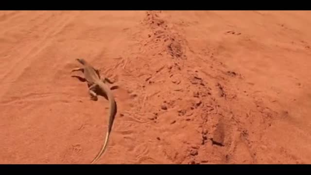 Wildlife of Central Australia.