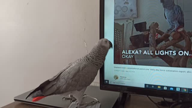 African gray parrot feisty