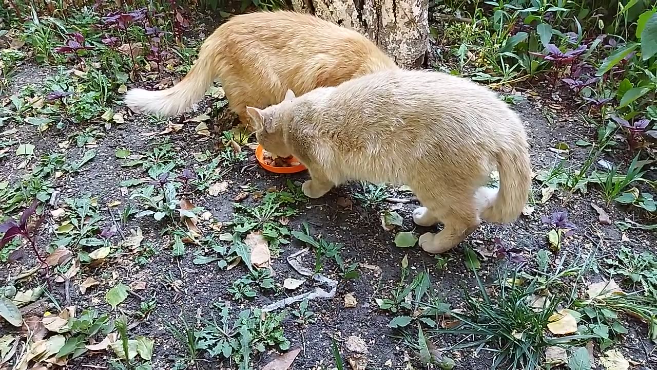 two cats are having lunch