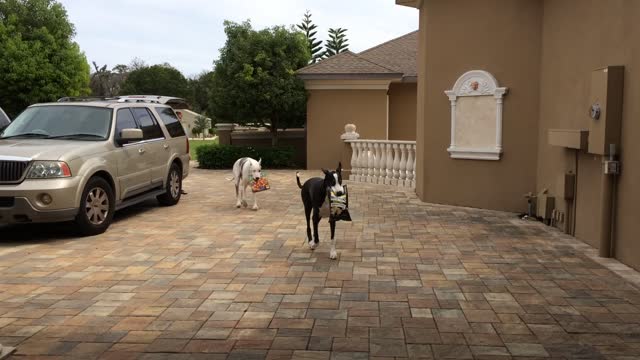 Great Danes help bring in the groceries