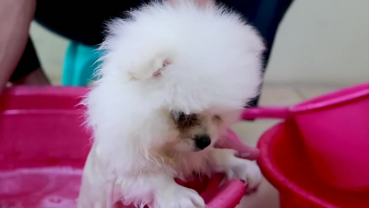 First Cute Pomeranian Puppy Bath | Funny Dogs Puppies | Min Puppy #6