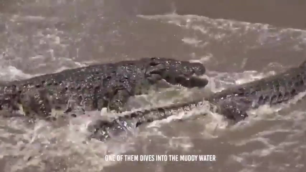 Jaguar's Triumph: Stunning Confrontation with Crocodile's Cousin Unfolds!"🐆💔