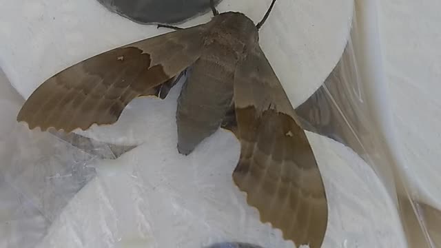 Sphinx Moth