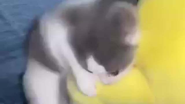 Cats - Baby cats - funny and fluffy (48) / Gatos - Filhotes - engraçados e fofos (48) #shorts