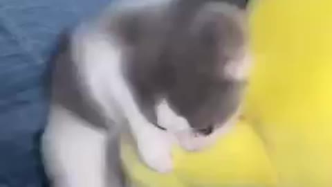 Cats - Baby cats - funny and fluffy (48) / Gatos - Filhotes - engraçados e fofos (48) #shorts