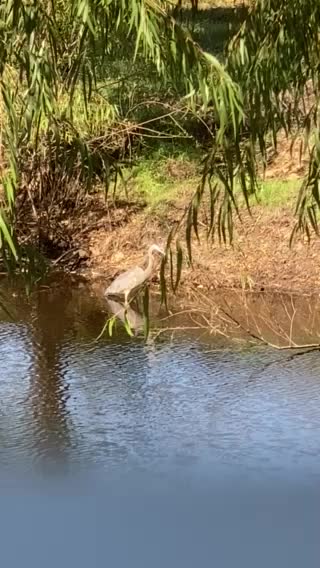 Big bird in the pound